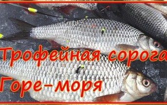 Сорога