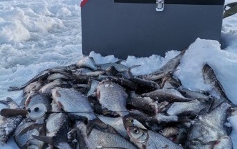 А у нас сегодня так...) Тон рыбалки задавали муравьи!. Балашовский, Марионетт, Федотовский. Весьегонск. 10.02.2022г 