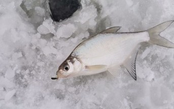 Начало сезона Начало сезона