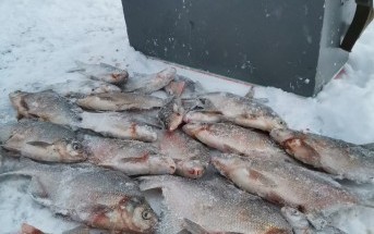 В лютые морозы... В лютые морозы...